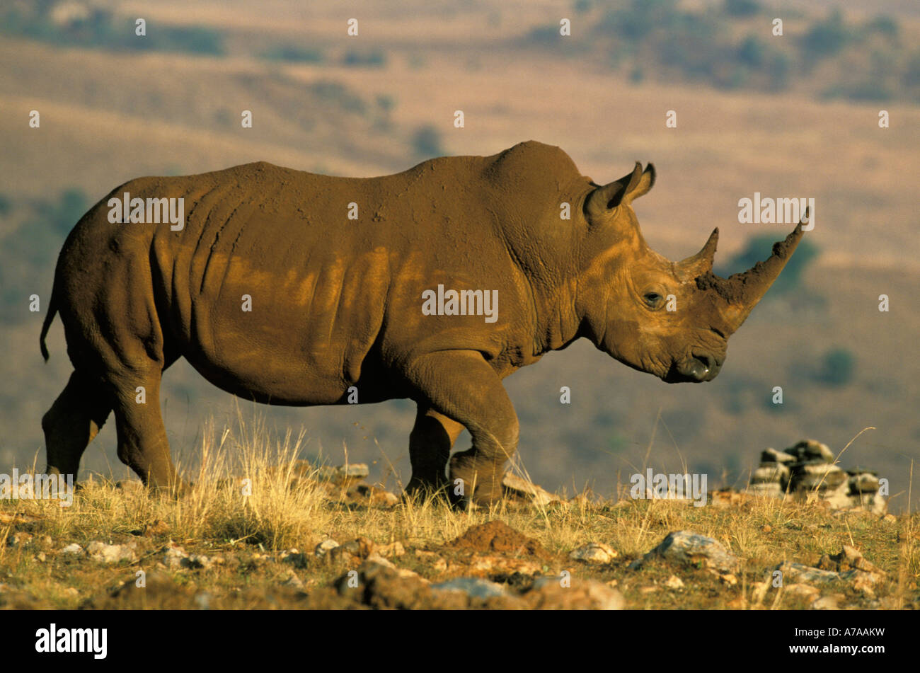 A lone white rhino walking along a ridge South Africa Stock Photo - Alamy