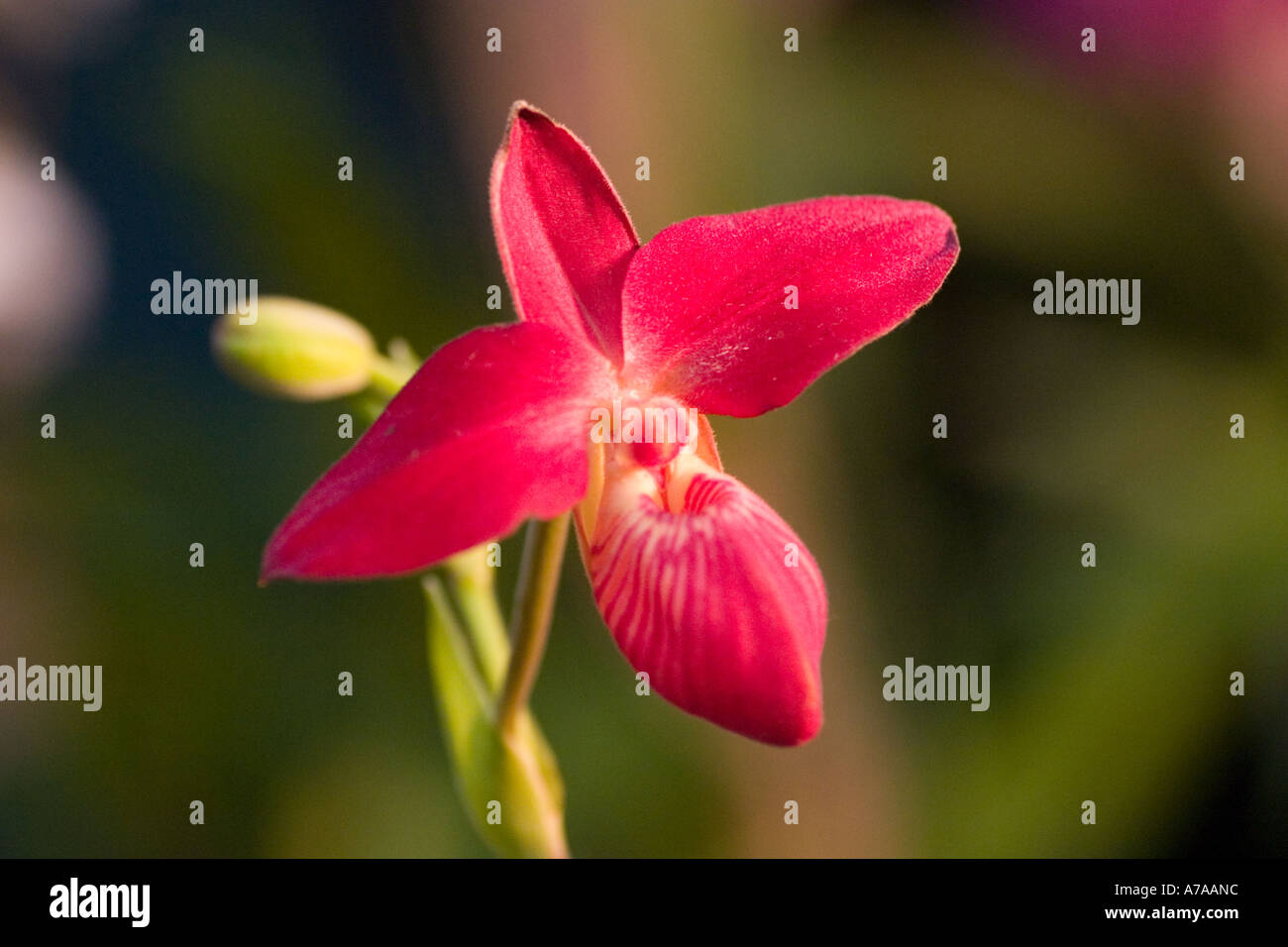 Orchid Phragmipedium St Ouen Stock Photo