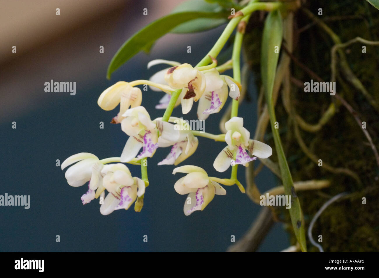 Orchid Aerides japonica Stock Photo