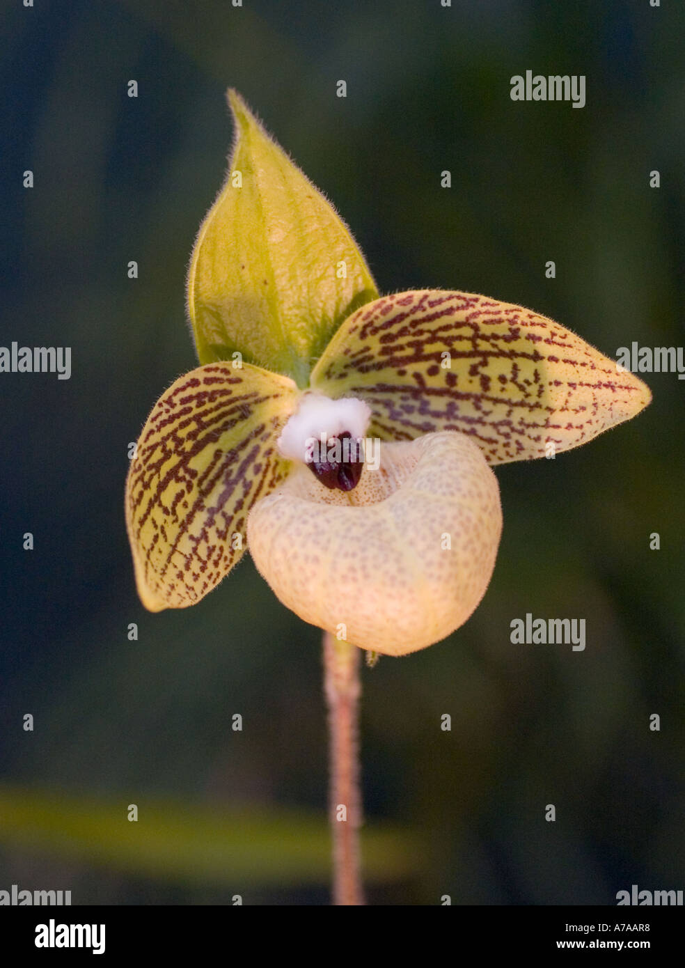Paphiopedilum orchid malipoense Stock Photo