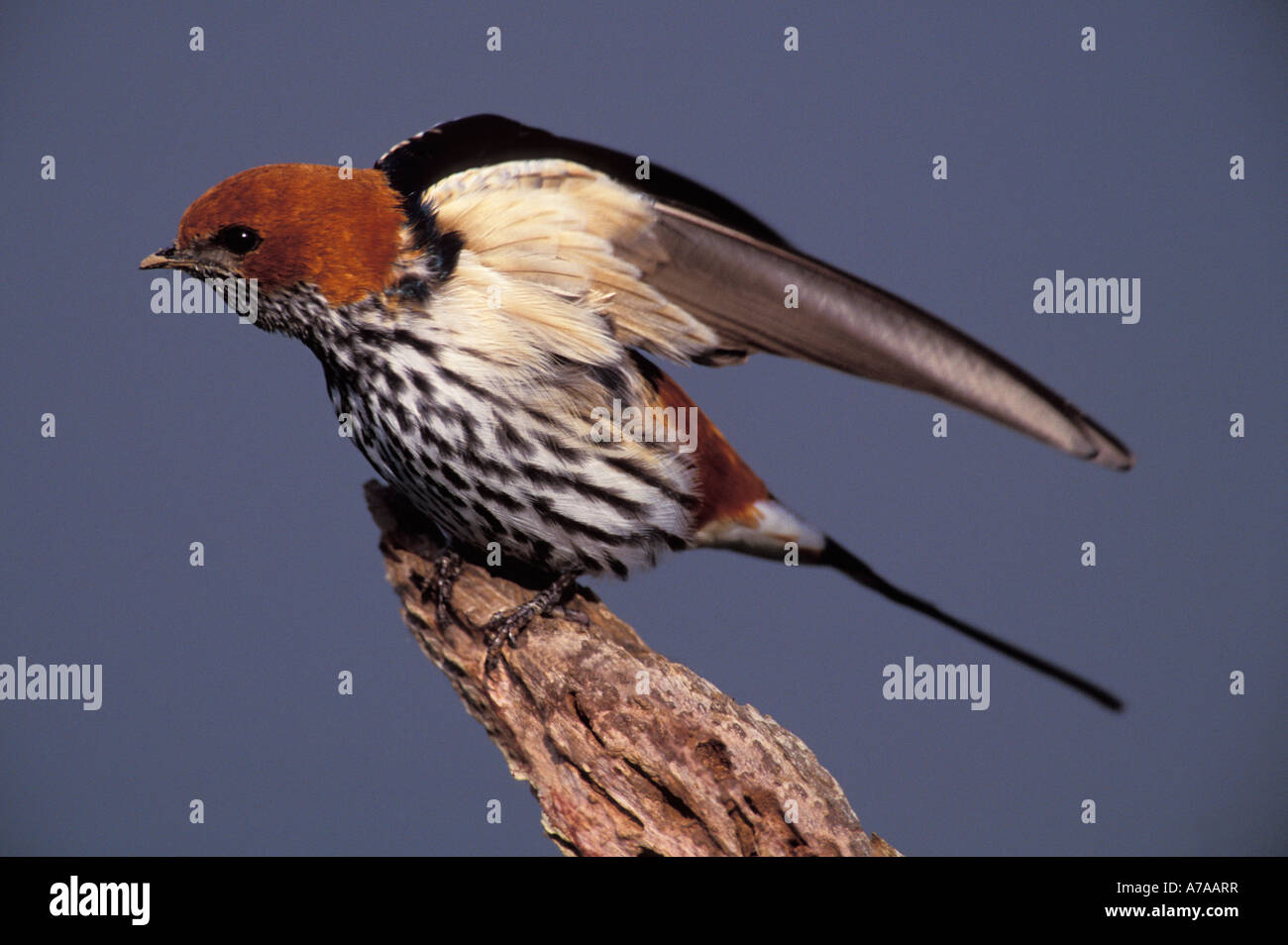 Lesser striped swallow stretching its wings South Africa Stock Photo