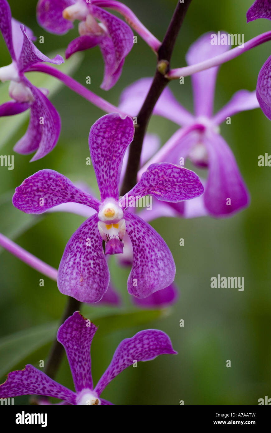 Orchid blooms in the Botanical Orchid Garden, Taman Orkid, Kuala Lumpur Malaysia Stock Photo