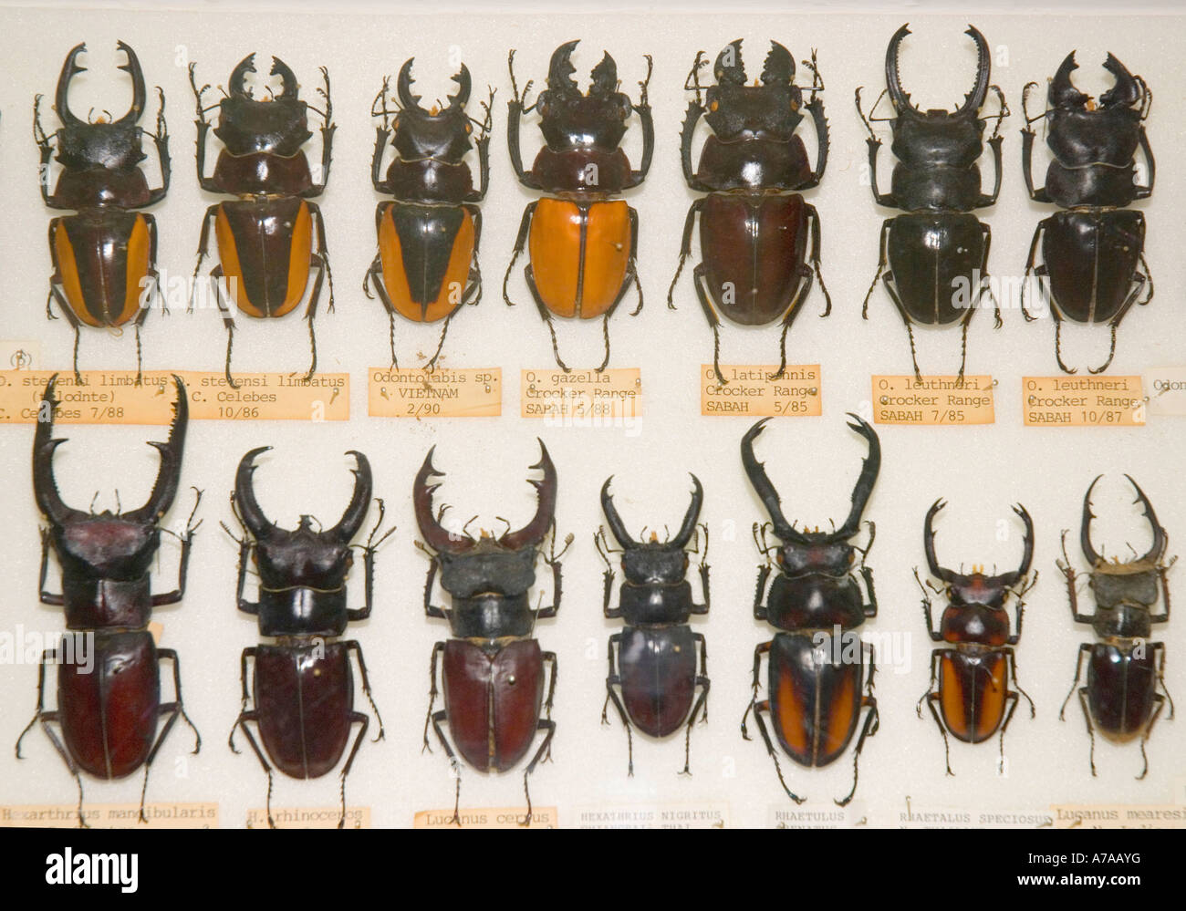 A museum collection of Asian stag beetles Stock Photo