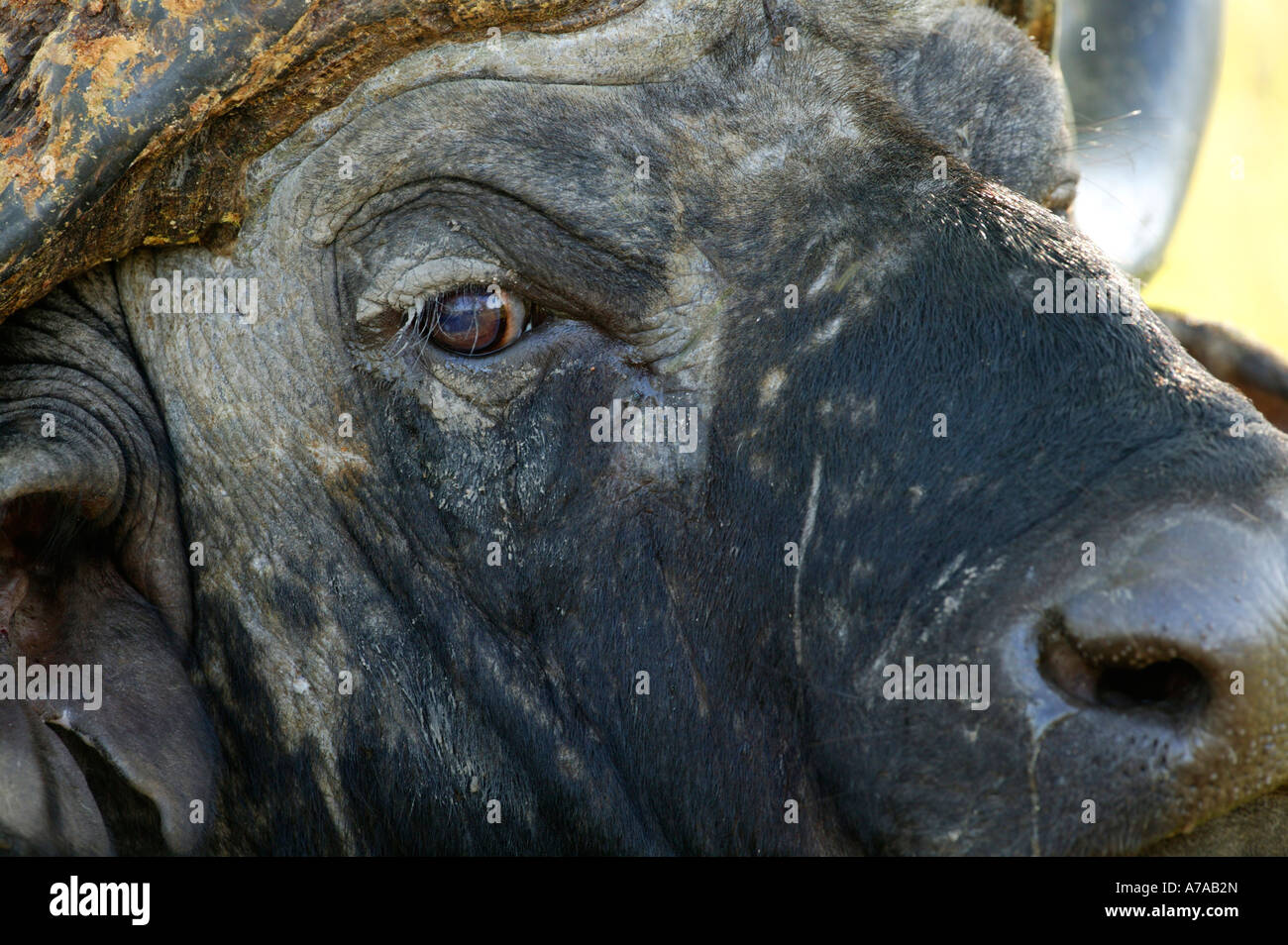 Cape buffalo close up of eye and nose Sabi Sand Game Reserve Mpumalanga