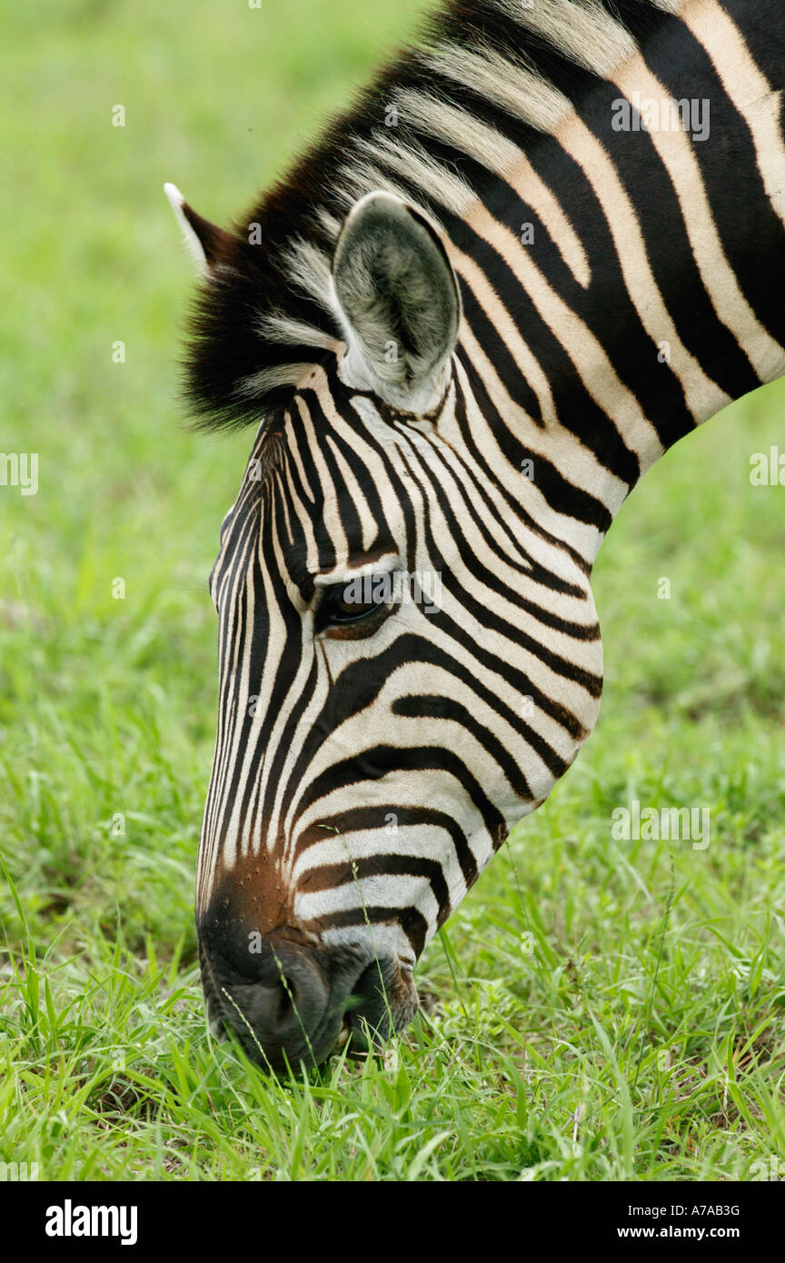 A portrait of a Zebra whilst feeding on lush green grass Sabi Sand Game Reserve Mpumalanga South Africa Stock Photo