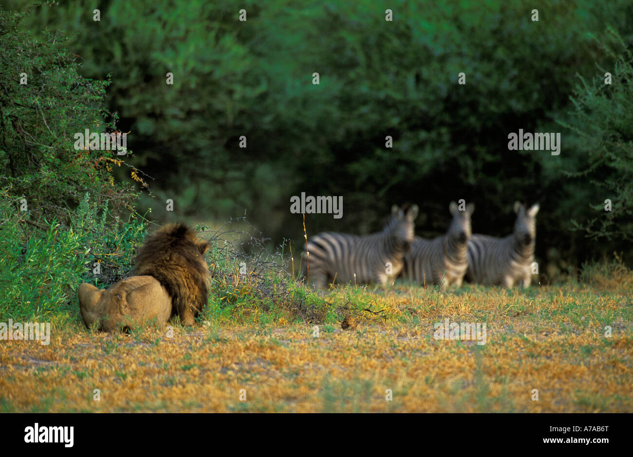Lion hunting zebra hires stock photography and images Alamy