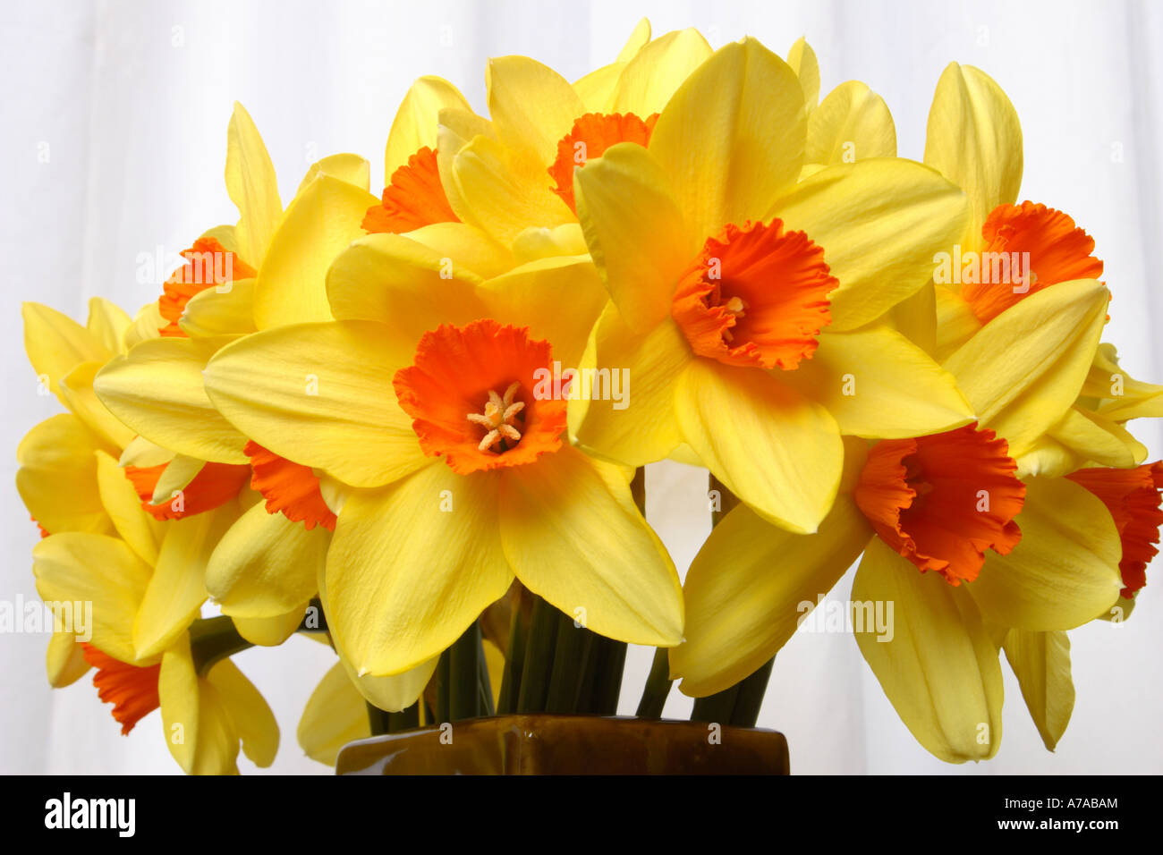 A bunch of golden Daffodils Stock Photo Alamy