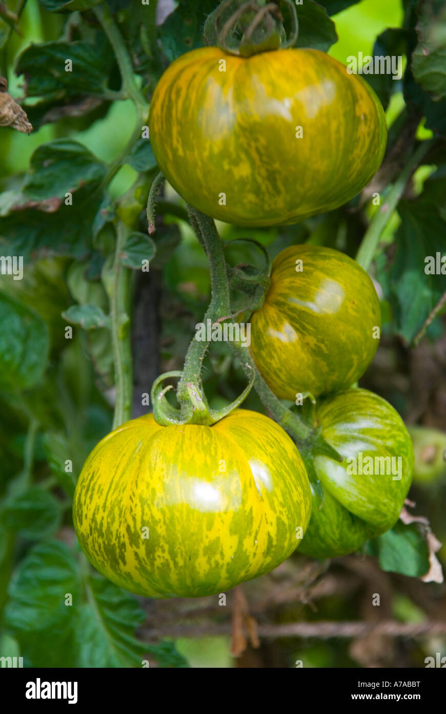 Ripe fruit of the striped variety of tomato known as Tigerella Stock Photo