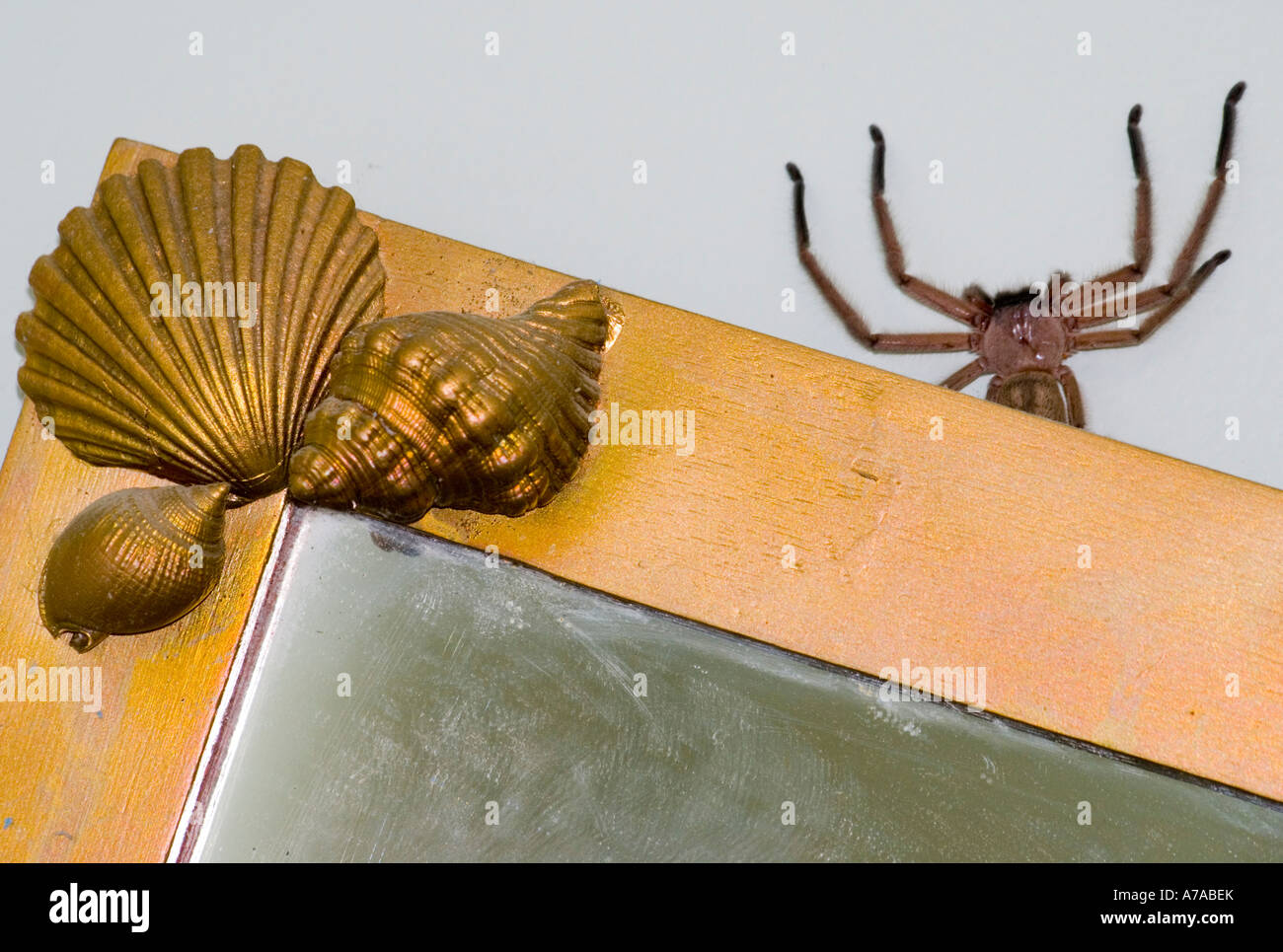 A Huntsman spider crawling out from behind a bathroom mirror Stock Photo