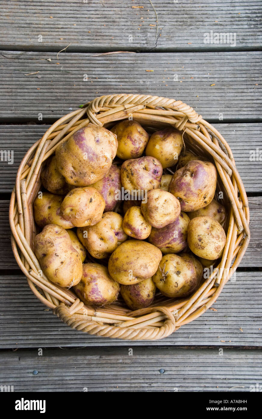 A basket of Tasmanian pink eye potatoes Stock Photo Alamy