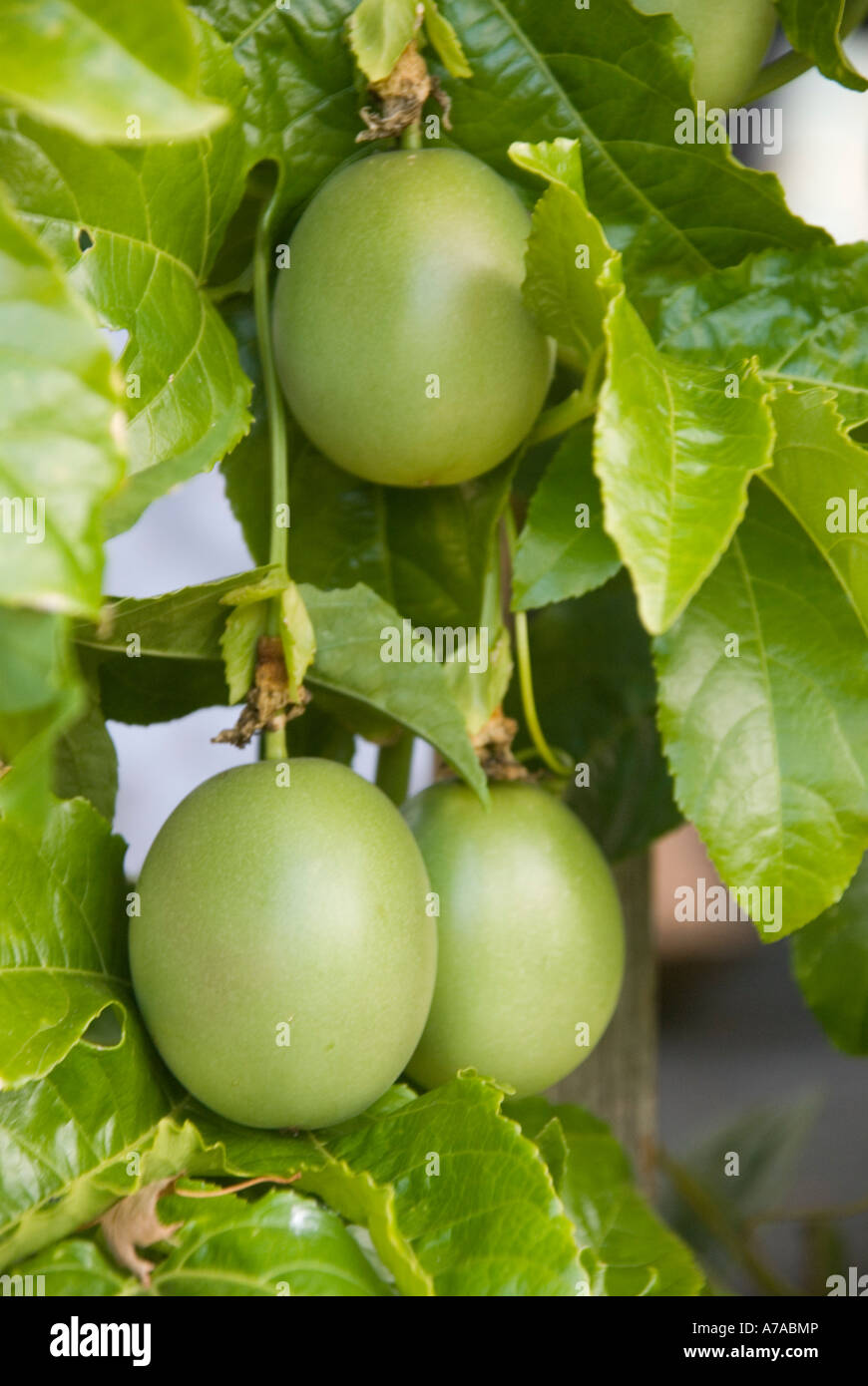 Still ripening Passionfruit on the vine Stock Photo