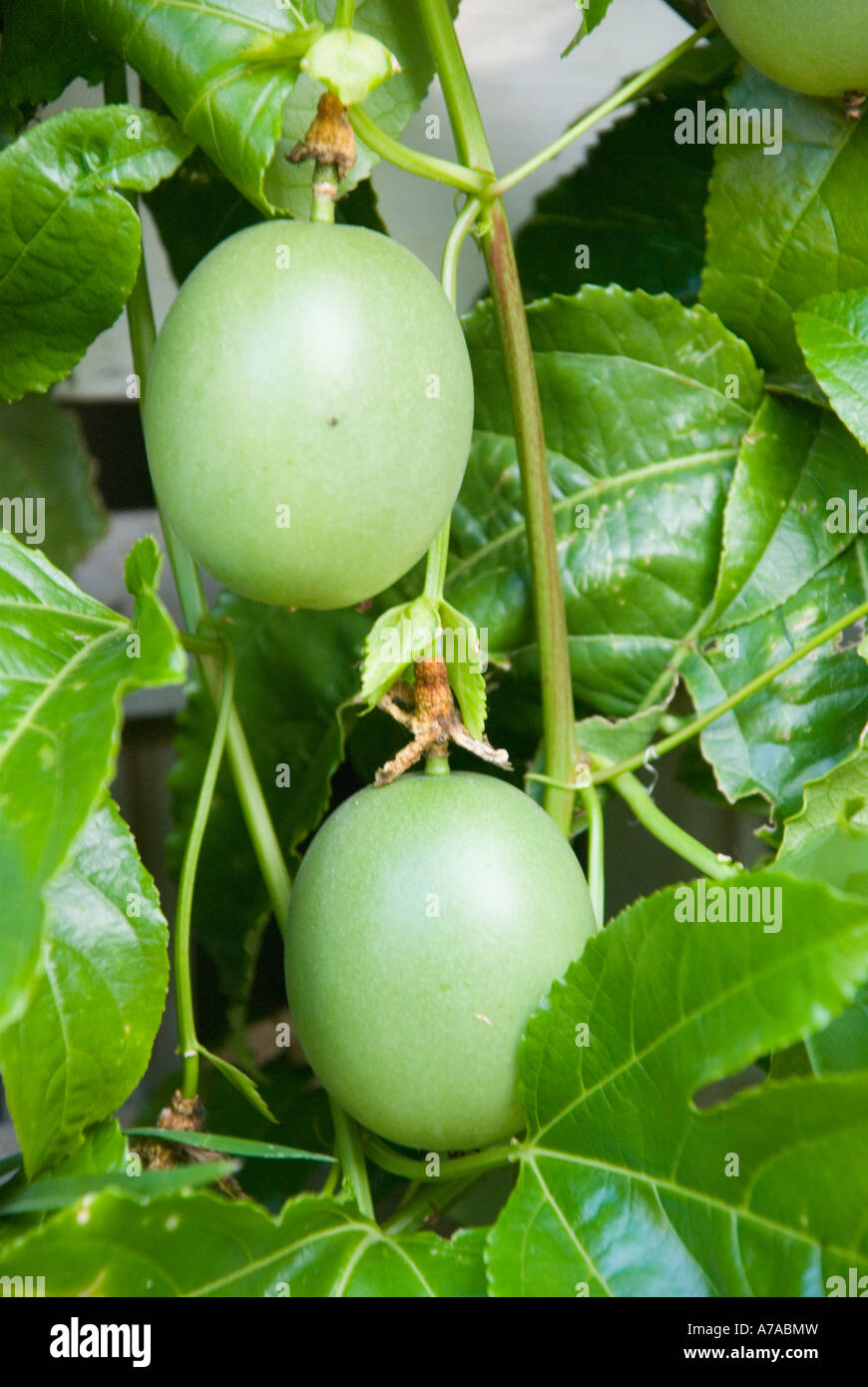 Still ripening Passionfruit on the vine Stock Photo