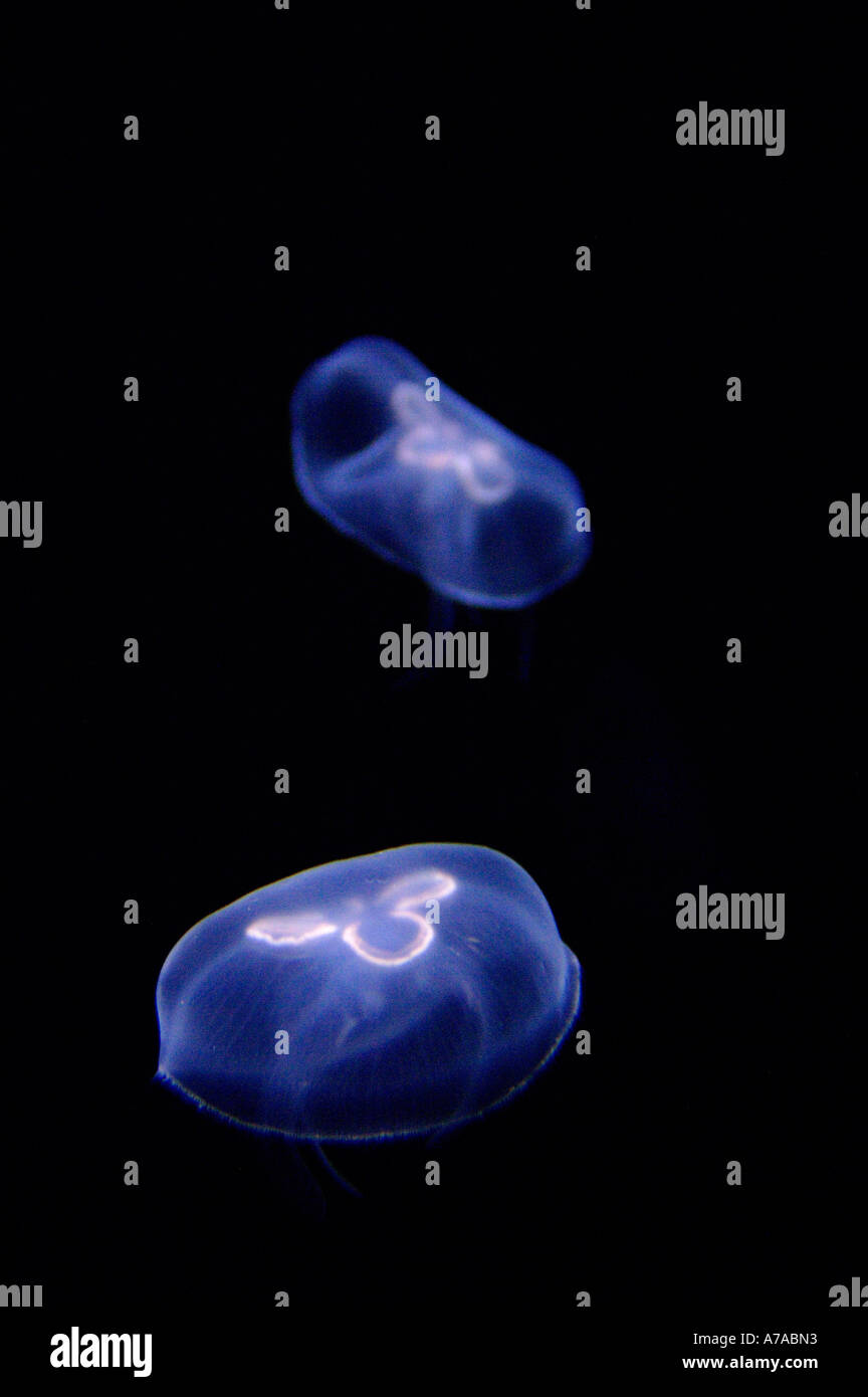 Moon Jelly Common Jellyfish Stock Photo