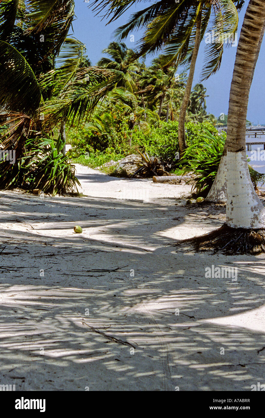 Palm Tree Shadows on Sandy Beach Stock Photo - Alamy