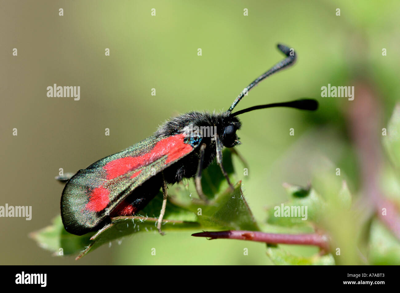 Transparent Burnet Stock Photo