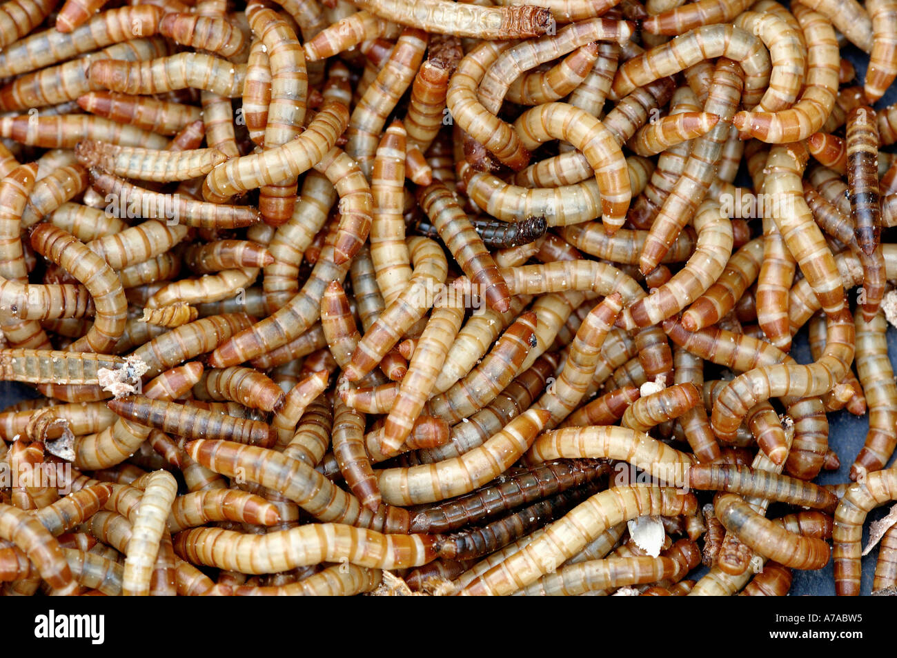 Yellow mealworm beetle tenebrio molitor hires stock photography and