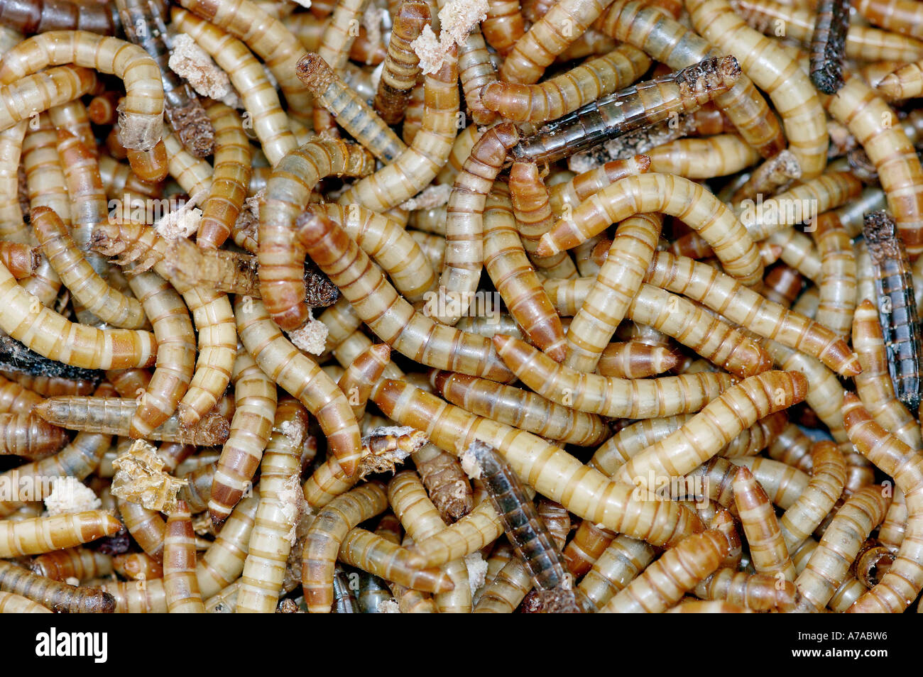 Yellow mealworm beetle tenebrio molitor hires stock photography and