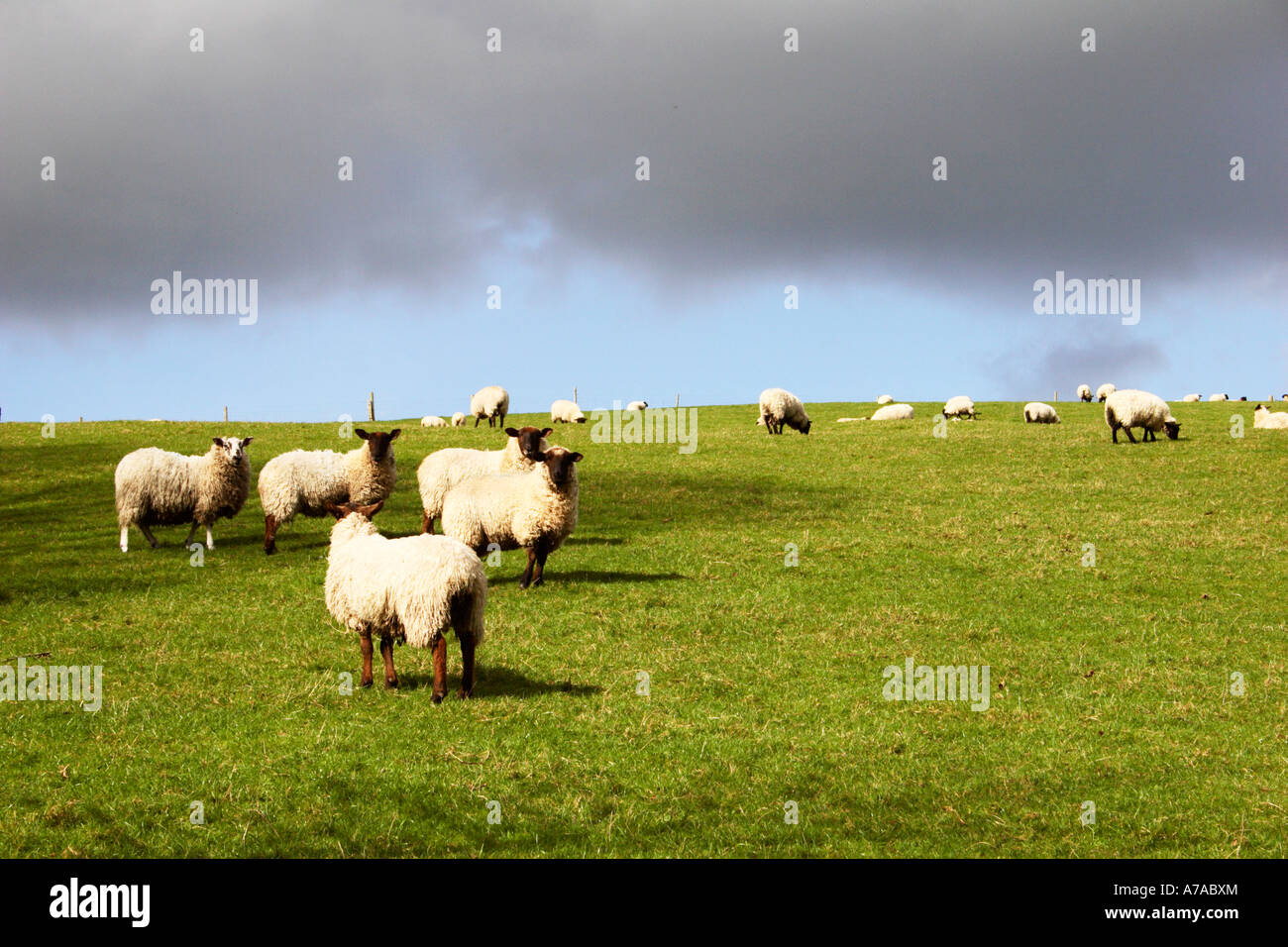 Sheep in a field in Dorset, England. Stock Photo