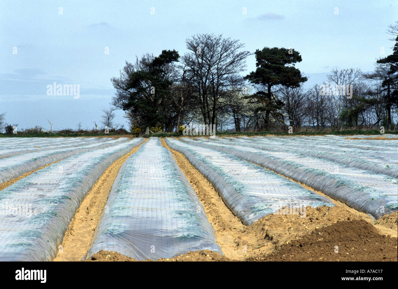 Early crops planted under polythene sheets to protect against frost