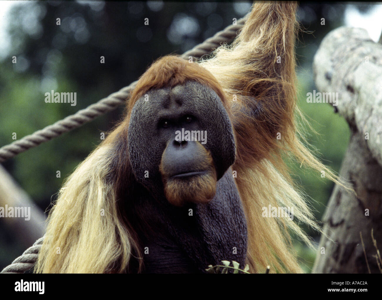 Orang Utan at Jersey Zoo UK Stock Photo Alamy