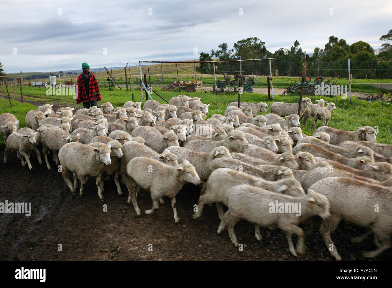A flock of sheep being herded by a farm worker Bethlehem South Africa Stock Photo