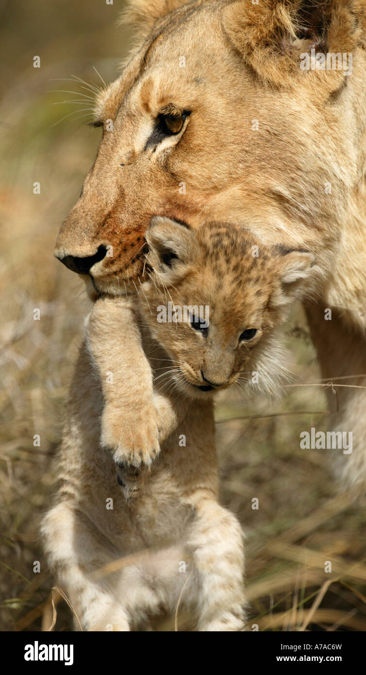 Lion carrying cub in mouth hires stock photography and images Alamy