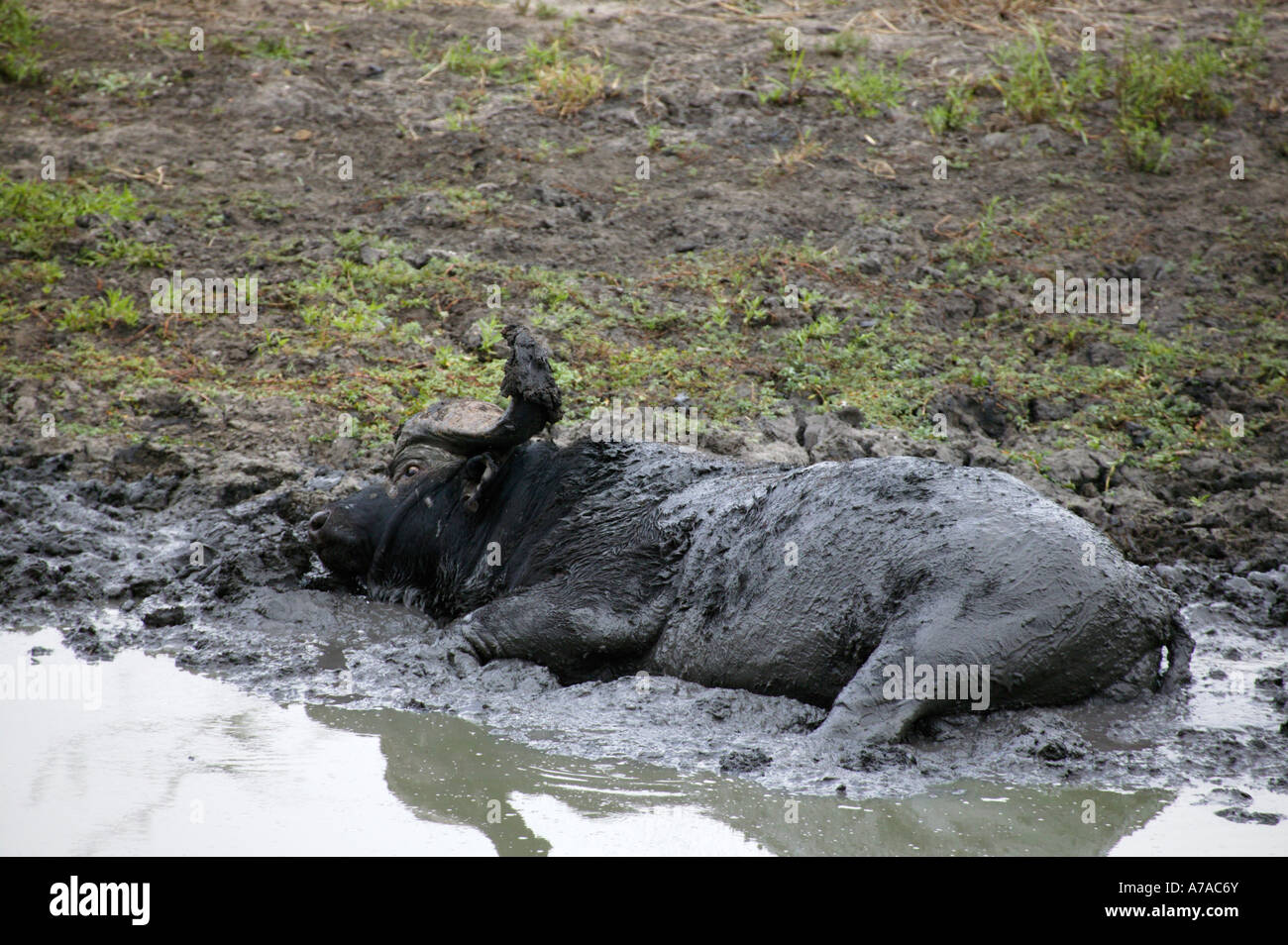 Bull buffalo daga boy wallowing in a mud hole Sabi Sand Game Reserve ...