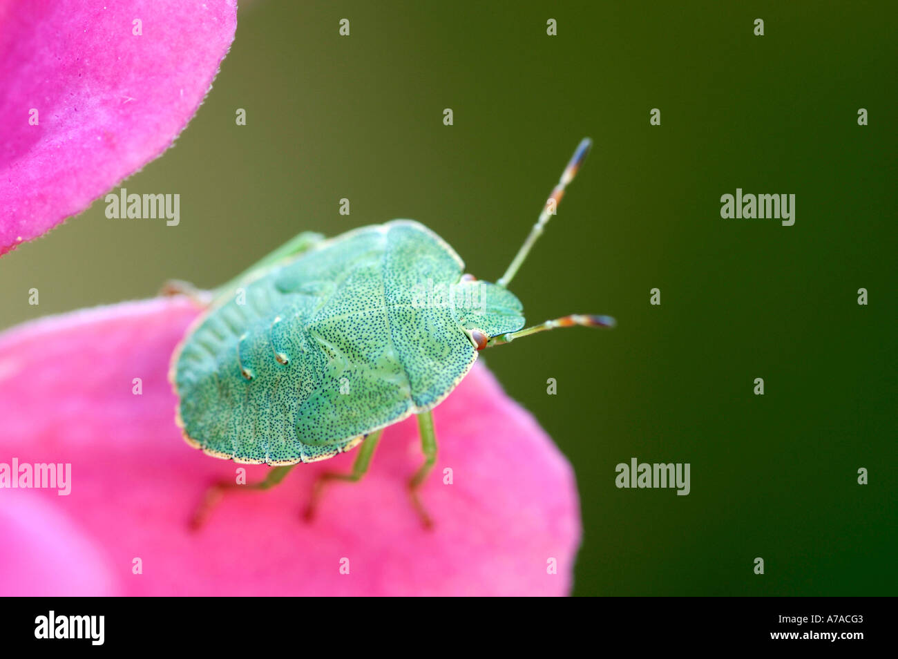 Common Green Shield Bug Stock Photo Alamy