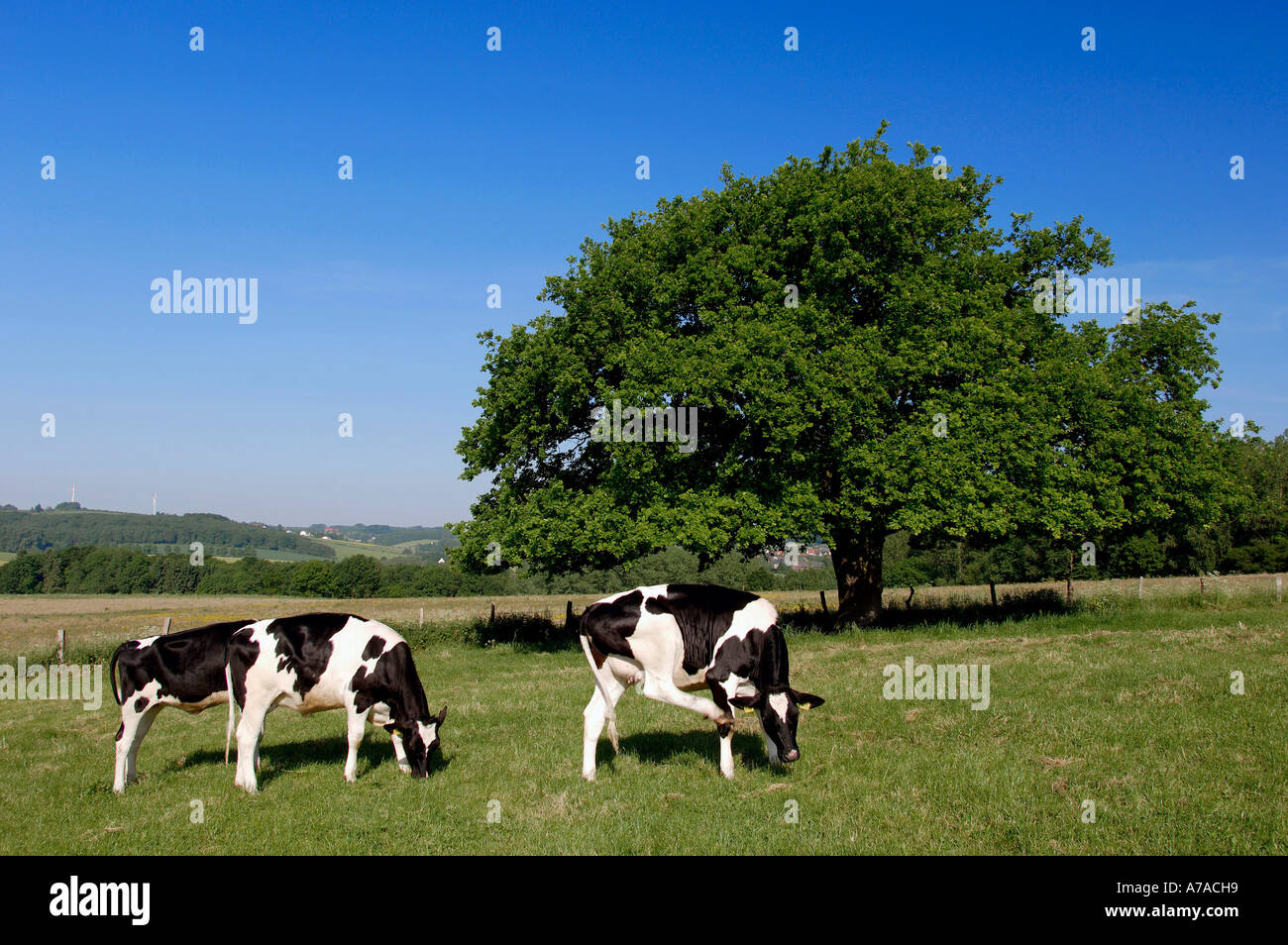 Group holstein friesian cattle hi-res stock photography and images - Alamy