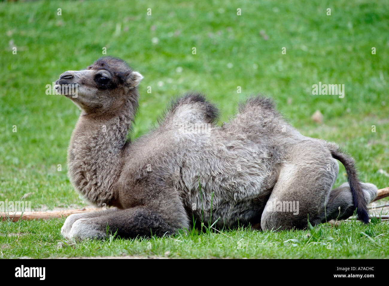 Two-humped Camel Bactrian Camel Stock Photo