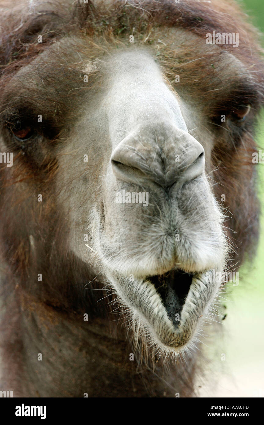 Two-humped Camel Bactrian Camel Stock Photo