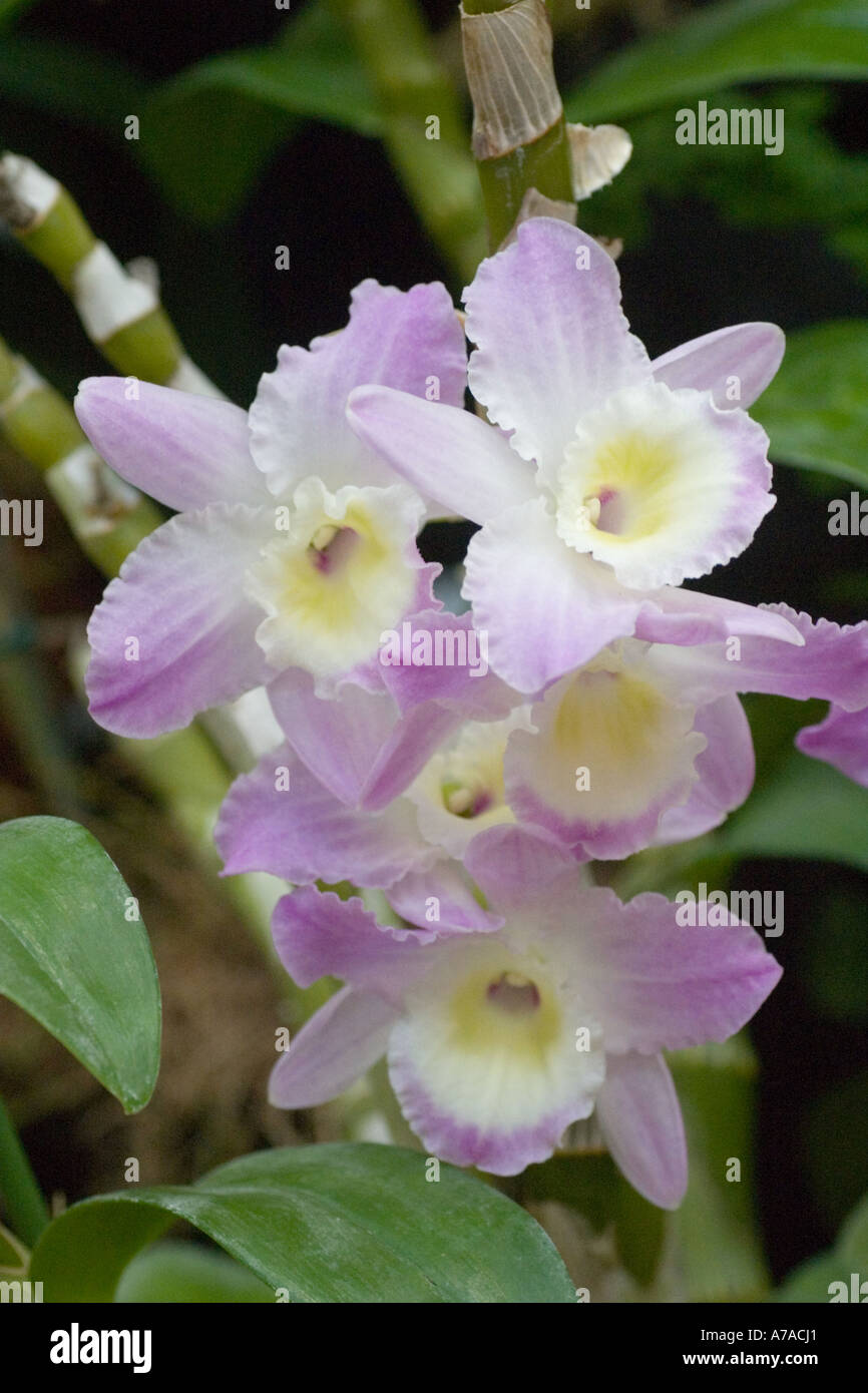 Orchid Dendrobium "Lovely Virgin" Stock Photo