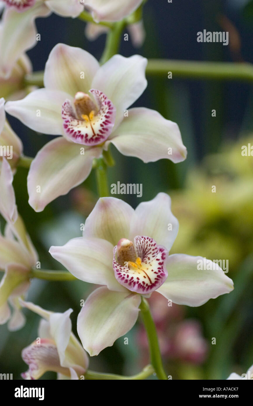 Cymbidium orchid Magna Carta 'Spring Promise' Stock Photo