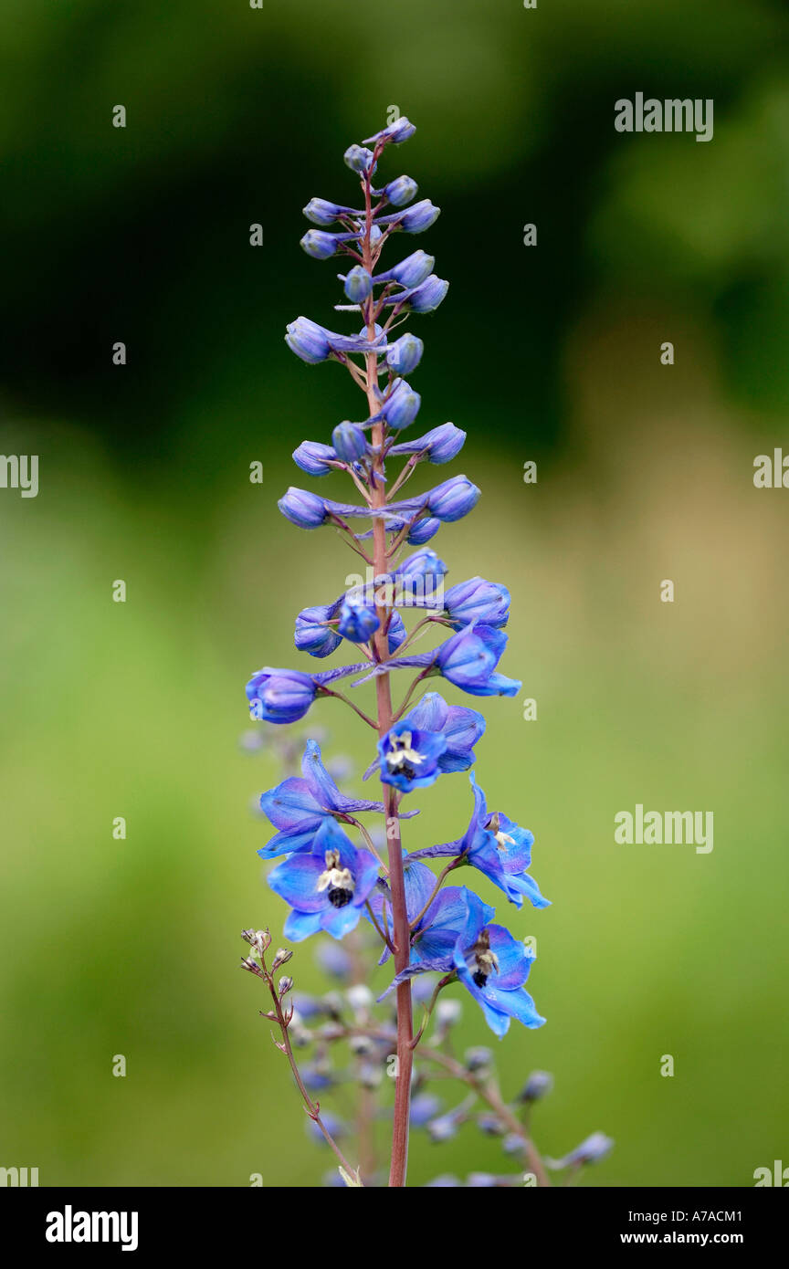 Delphinium elatum larkspur hi-res stock photography and images - Alamy