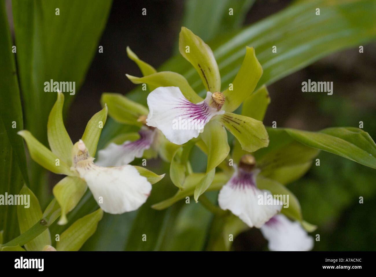 Orchid Zygoneria Adelaide Charmer x Kingspark' Stock Photo
