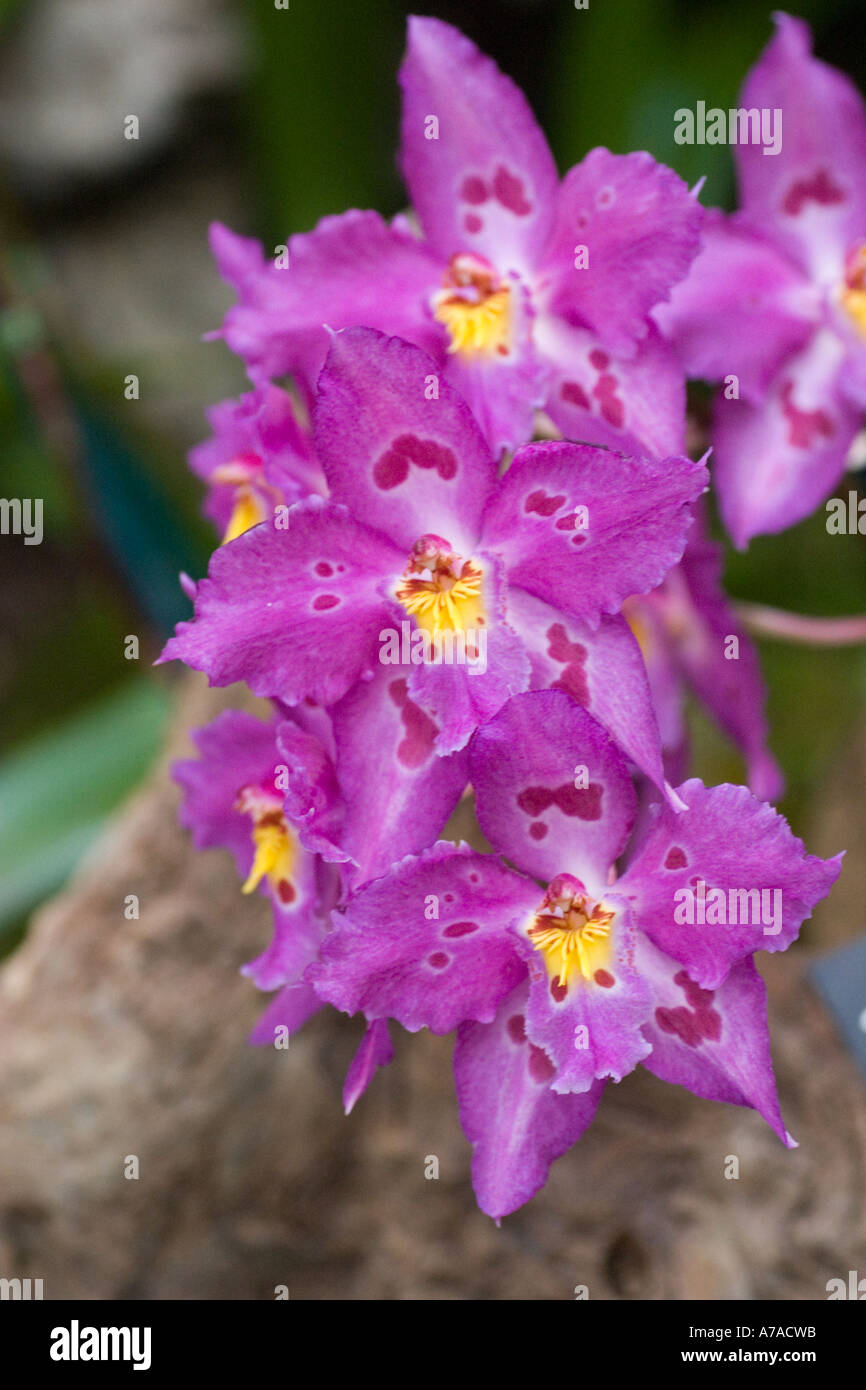 Orchid Odontioda Durham Blues x Flocalo Stock Photo