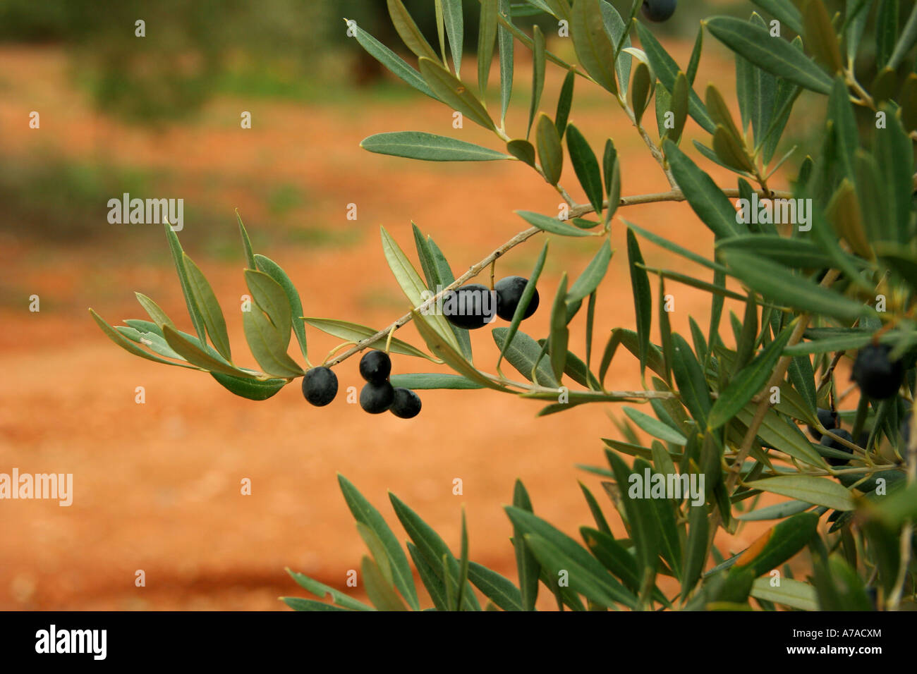 Closeup of little branches of an olive tree with black olives Stock