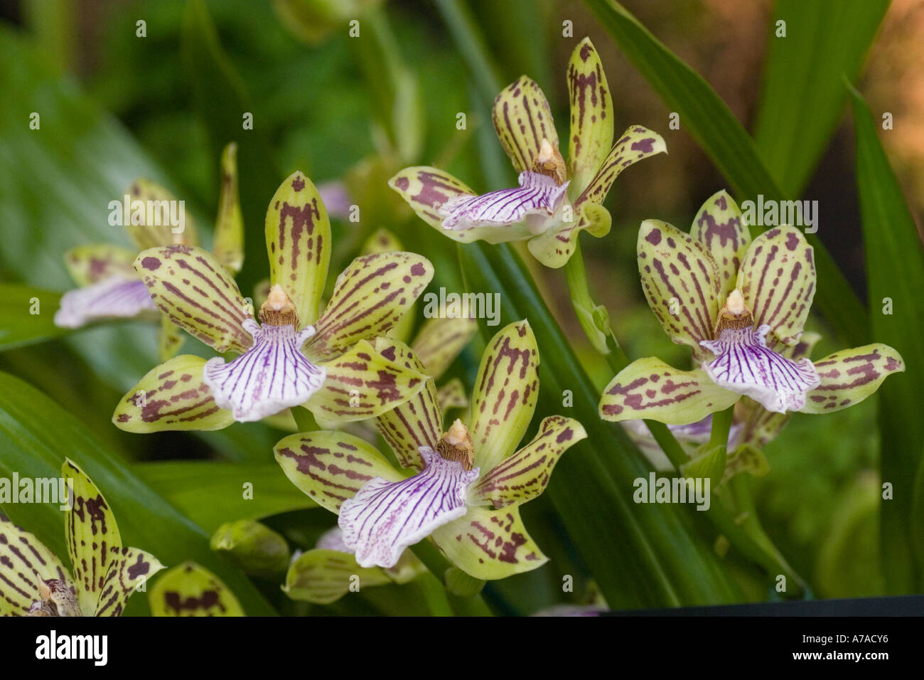 Orchid Neopabstopetalum Clarendon 'Lewes imp' Stock Photo