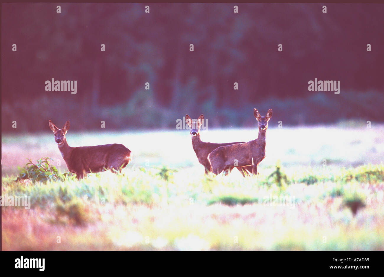 Roe deer uk herd hi-res stock photography and images - Alamy