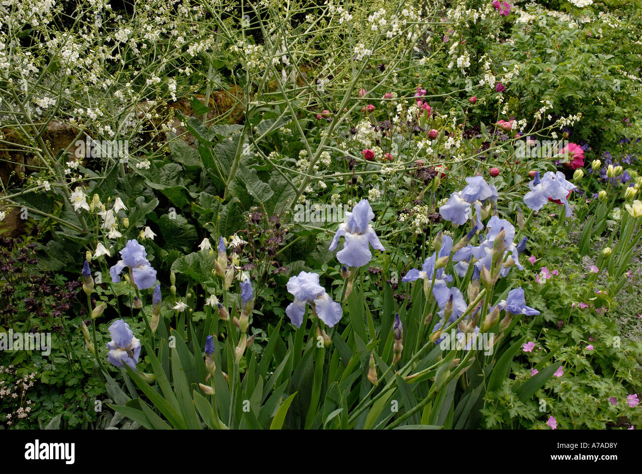 Bearded Iris and Crambe Cordifolia in Chris Beardshaw design garden Chelsea 2006 Stock Photo