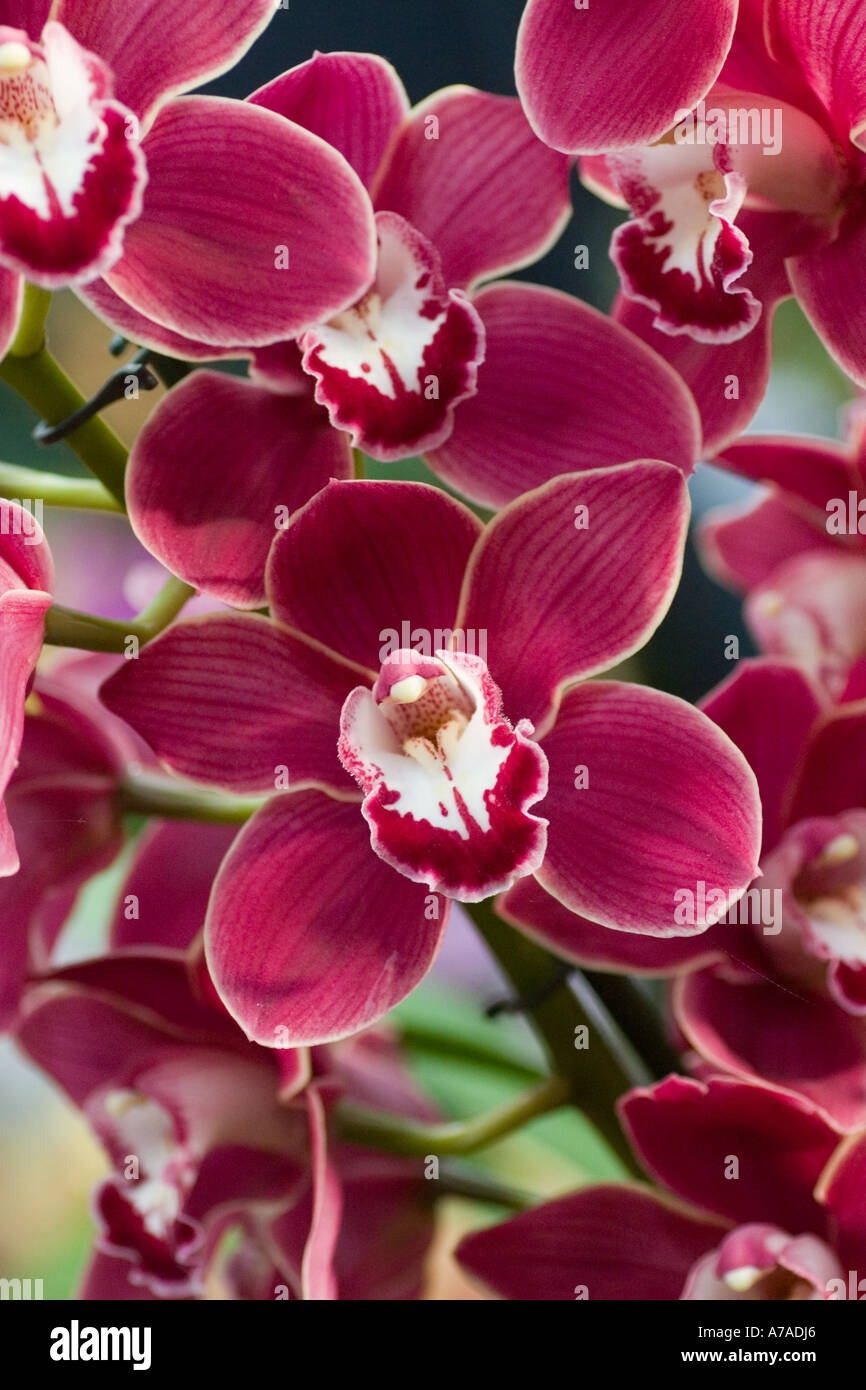 Orchid Cymbidium Valley Vampire 'Blood' Stock Photo