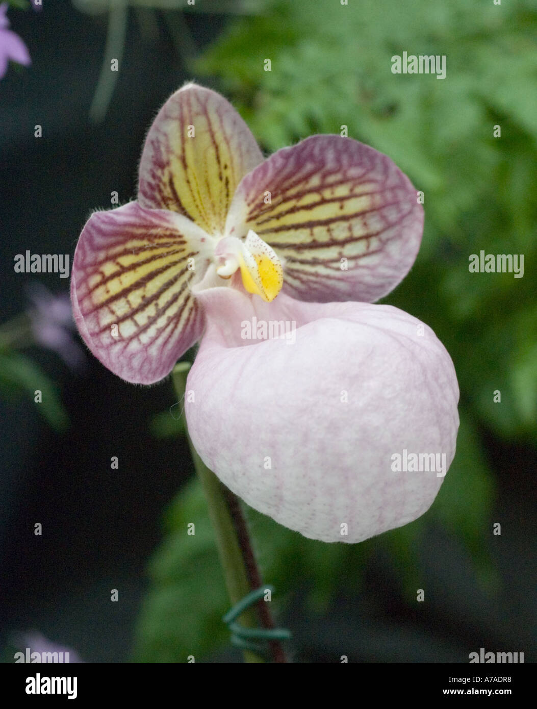 Paphiopedilum orchid micranthum Stock Photo