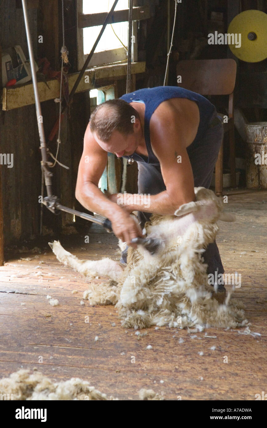New Zealand Waiheke Island Auckland Shearing sheep in wool shed Tick