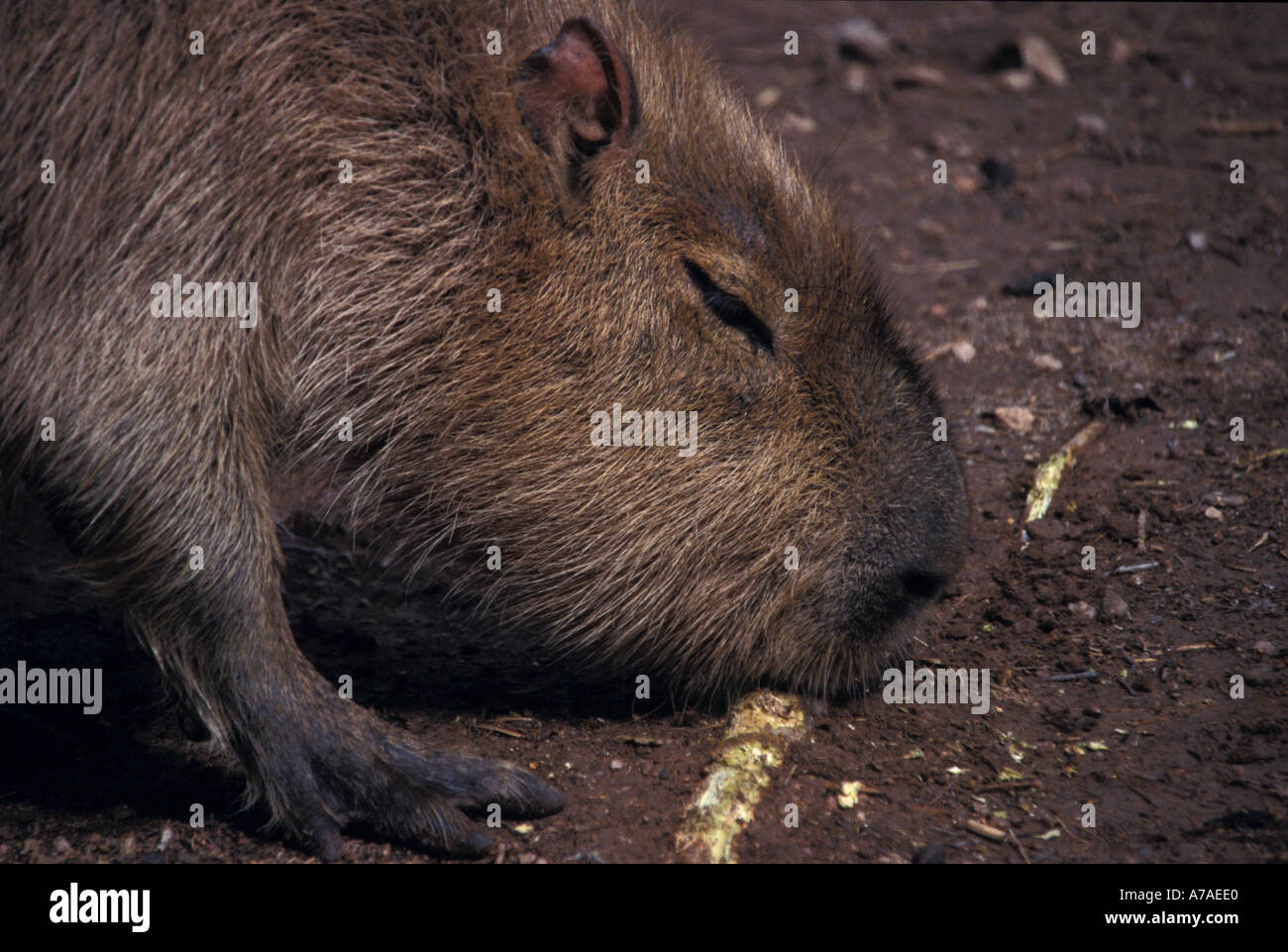 Capybara Hydrochoerus Hydrochaeris a semi aquatic rodent found in South America Stock Photo