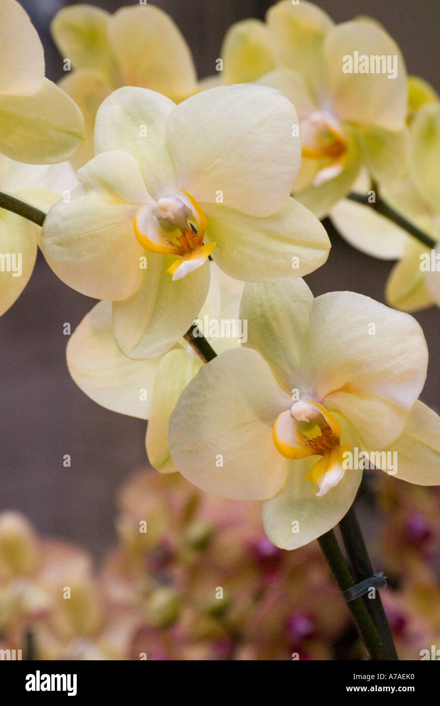 Phalaenopsis orchid Golden Treasure Stock Photo
