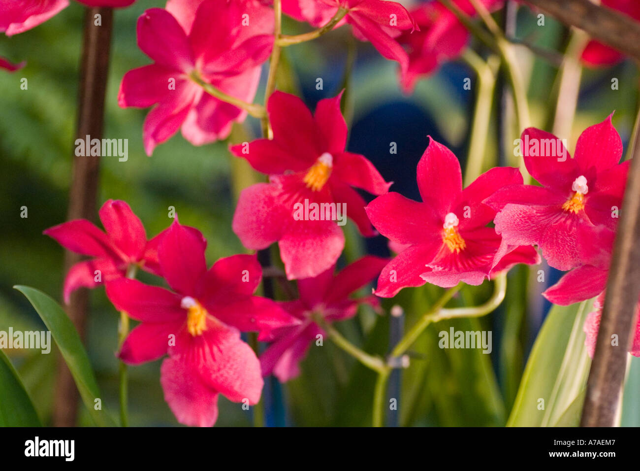 Orchid Burrageara Nelly Isler 'Swiss Beauty' Stock Photo