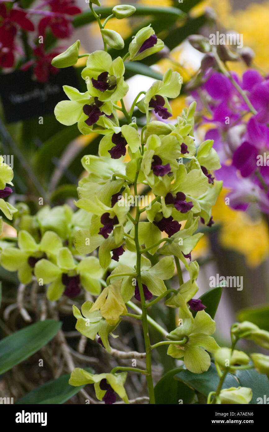 Dendrobium Orchid Anna Green Stock Photo