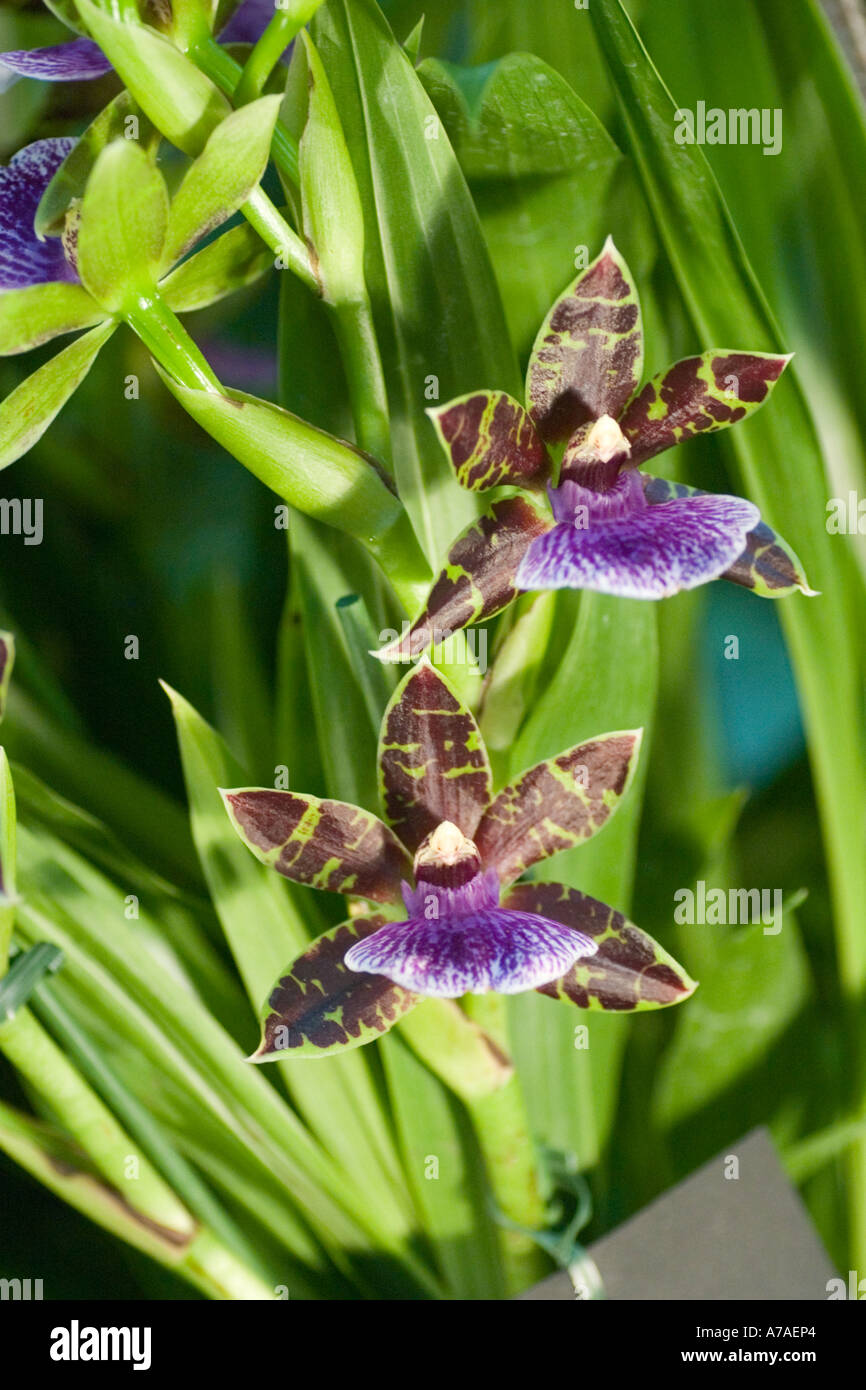 Zygopetalum Orchid Titanic Stock Photo