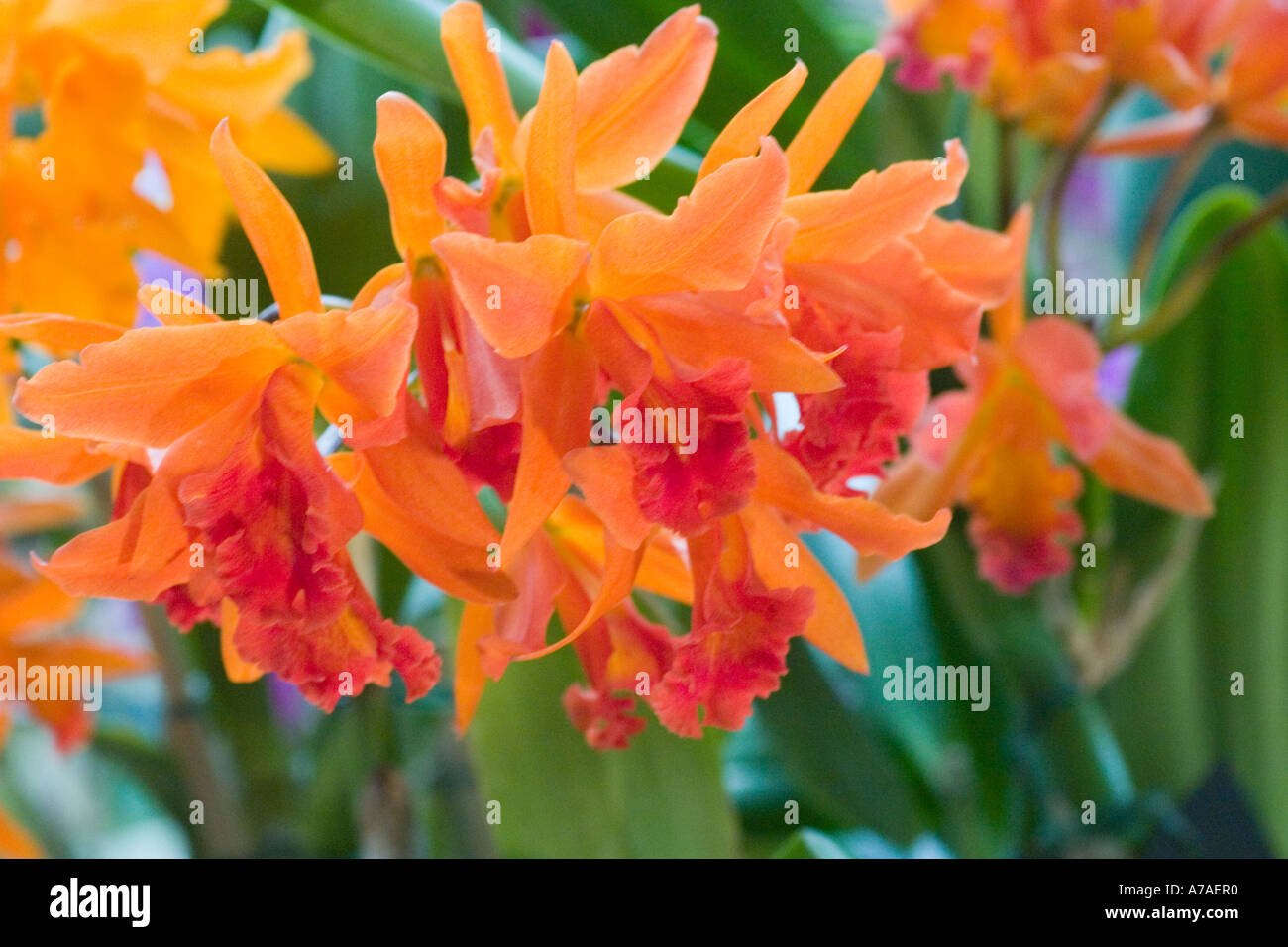 Orchid potinara Thais de Valec Stock Photo