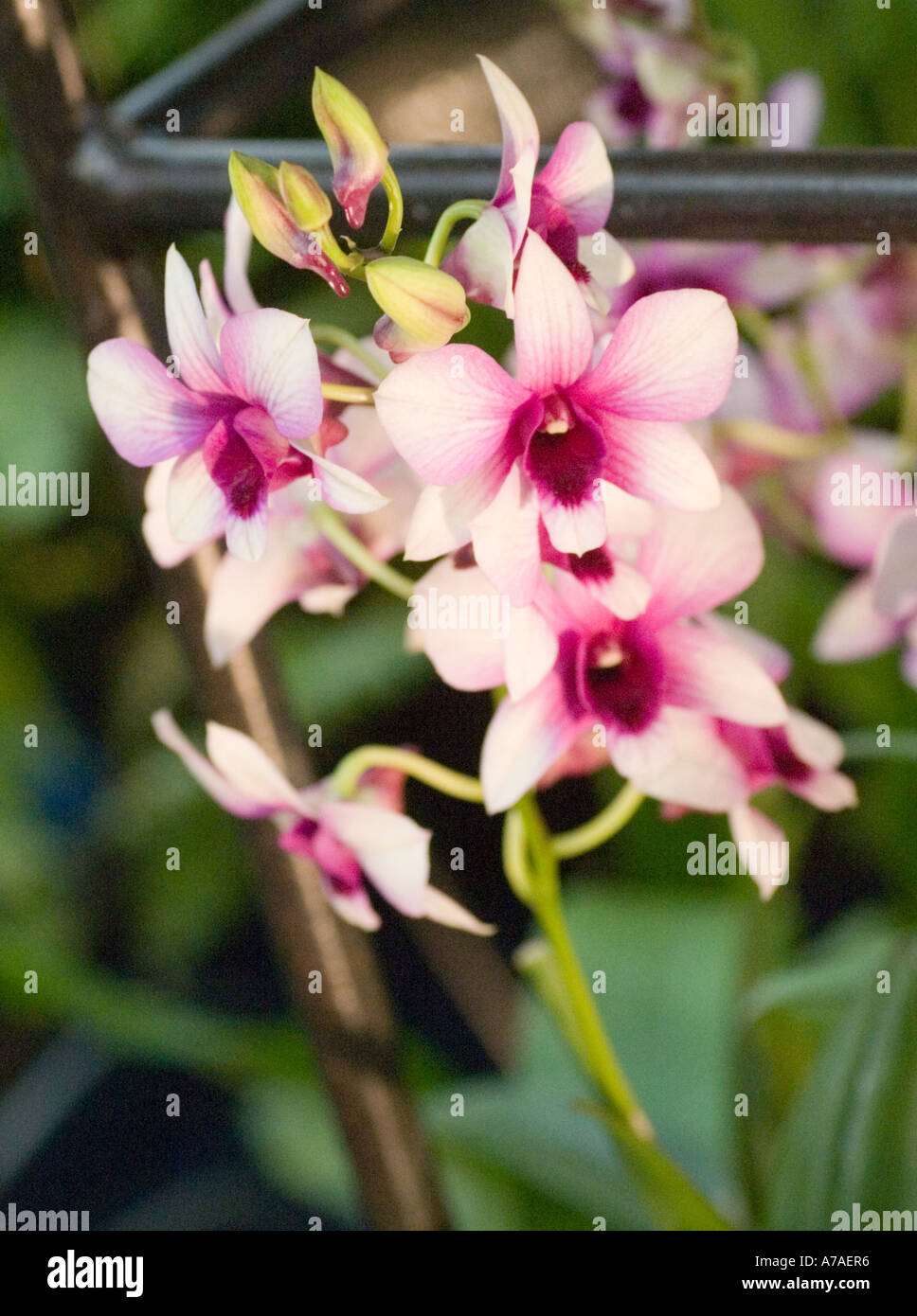 Dendrobium Orchid Polar Fire Stock Photo